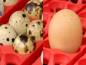 Preview: Die besondere Form der Eiermulde ermöglicht, sowohl kleine Eier (bis zu 4 Wachteleier) als auch große Eier (bis zu Gänseeiern) aufzunehmen).
