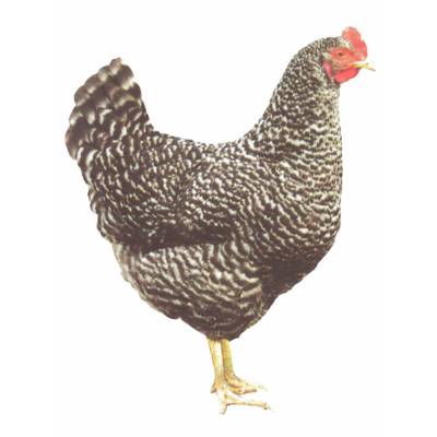 Blausperber Hühner - Legeleistung ca. 300 Eier/Jahr