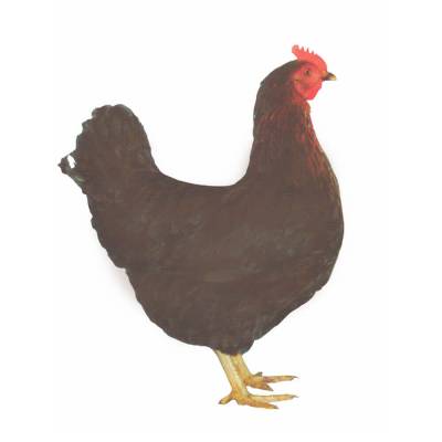 Maran Huhn - Legeleistung ca. 280 Eier/Jahr