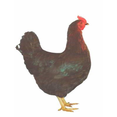 Schwarze Hühner - Legeleistung ca. 290 Eier/Jahr