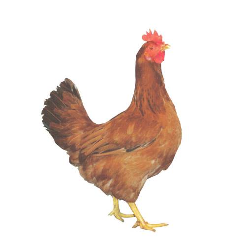 Braune dunkle Hühner - Legeleistung ca. 300 Eier/Jahr