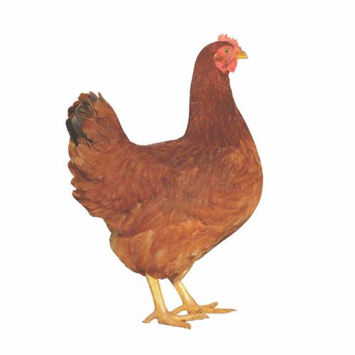Braune helle Hühner - ruhiges Anfänger Huhn