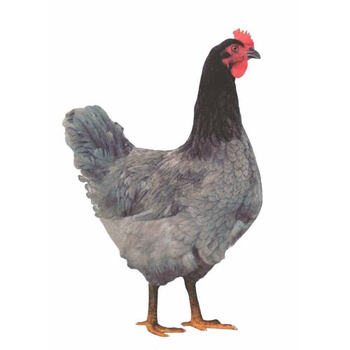 Königsberger Huhn - Legeleistung ca. 270 Eier/Jahr