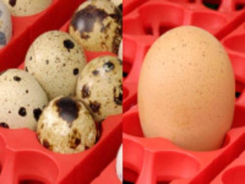 Die besondere Form der Eiermulde ermöglicht, sowohl kleine Eier (bis zu 4 Wachteleier) als auch große Eier (bis zu Gänseeiern) aufzunehmen).